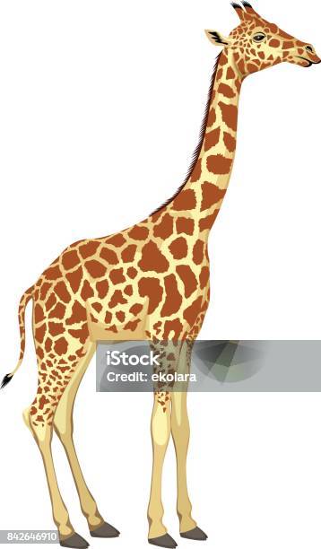 Vector Giraffe Isolated Stock Illustration - Download Image Now - Giraffe, Cute, Africa