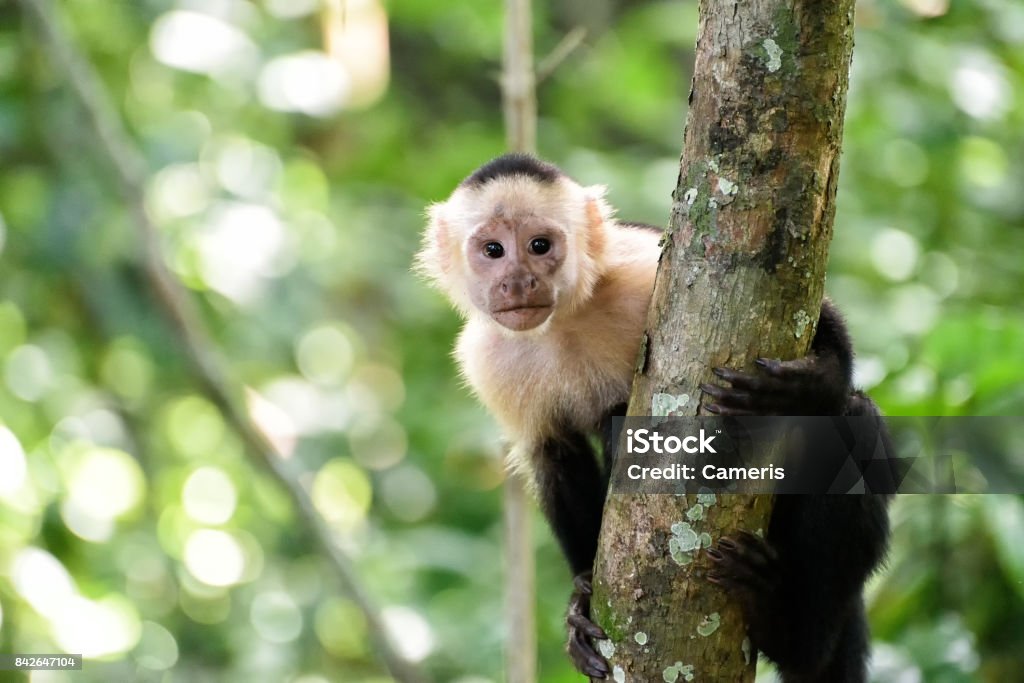 Cebus singe - Photo de Singe libre de droits