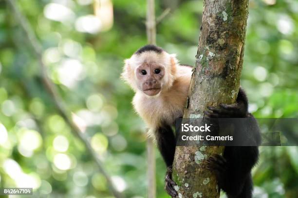 Scimmia Cebus - Fotografie stock e altre immagini di Scimmia - Scimmia, Scimmia cappuccina, Costa Rica