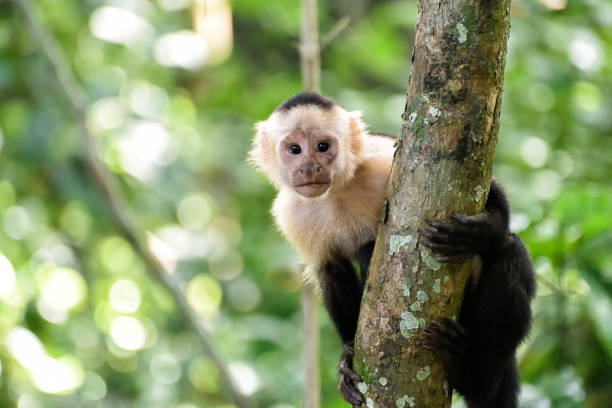 Cebus monkey Cebus monkey in Costa Rica capuchin monkey stock pictures, royalty-free photos & images