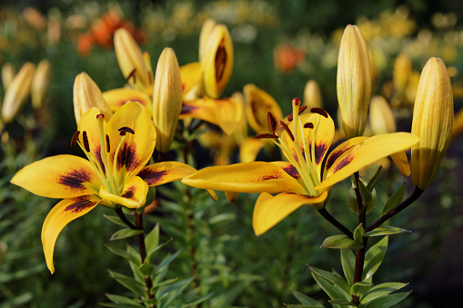 Yellow lily flowers in a garden in a summer day
