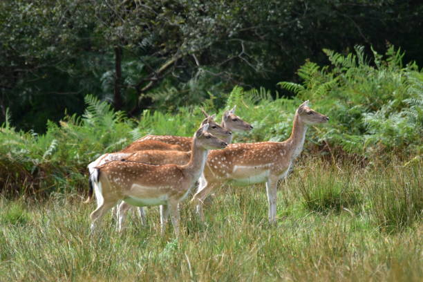 istock Fallow Deer New Forest National Park Hampshire England UK 842653710
