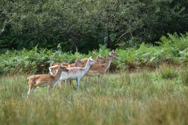istock Fallow Deer New Forest National Park Hampshire England UK 842653812