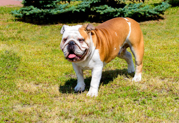 istock Bulldog looks ahead. 842653844