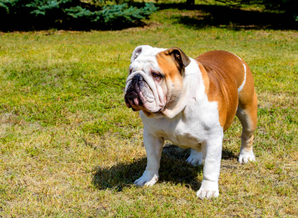 istock Bulldog looks aside. 842653850