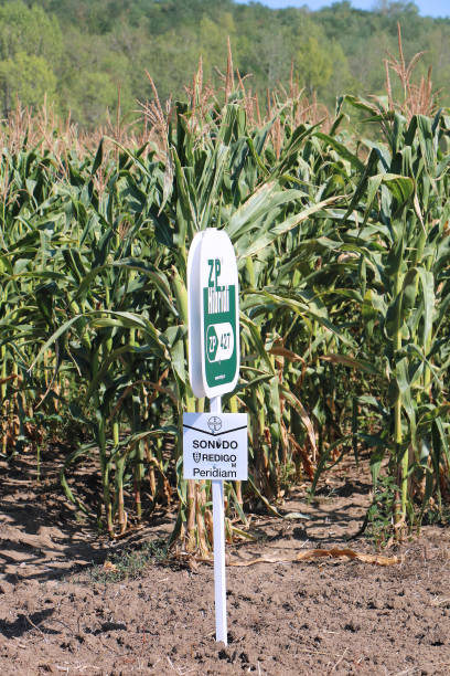 hybrid crops sign Pozarevac, Serbia - August 03, 2017: Corn crop sign that marks genetically modified seeds used to saw in that field. The Maize Research Institute Zemun Polje is the leading organization in Serbia for the development, production and introduction of new high-yielding, quality maize hybrids suitable for varied purposes and uses.for development of new high-yielding quality seeds used in agriculture. genetically modified food stock pictures, royalty-free photos & images