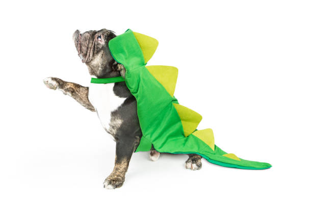 istock Bulldog Wearing Dinosaur Costume 842656502