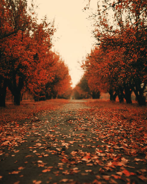 istock Autumn leaves on road soft focus 842664264