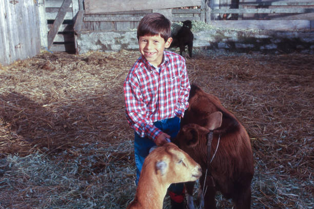 istock Young Latino Boy and Baby Goats 842669820