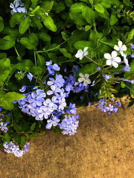 istock Blue Plumbago or Cape Leadwort 842670996