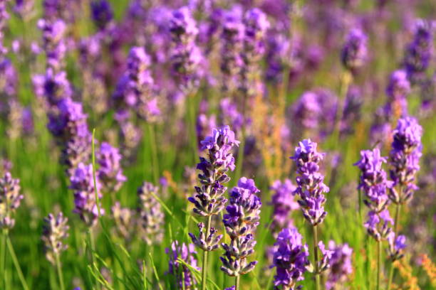 istock Lavender bloom by the roadside of Sapporo 842671672