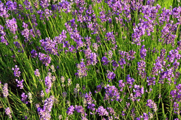 istock Lavender bloom by the roadside of Sapporo 842673762