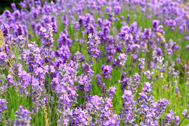 istock Lavender bloom by the roadside of Sapporo 842673798