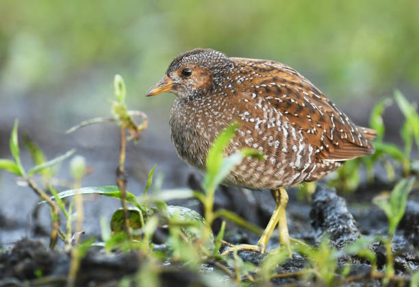 510+ Fotos, Bilder und lizenzfreie Bilder zu Sumpfhuhn Fotos iStock