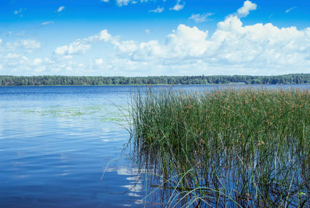 istock Pond and water plants at summer day. 842674496