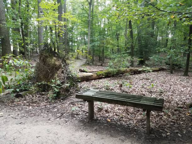 istock wood bench in the forest with a fallen tree 842676810