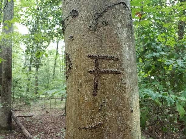istock tree in the forest with the letter F on it 842677162