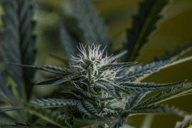 istock Bubba kush variety of marijuana flower 842677564