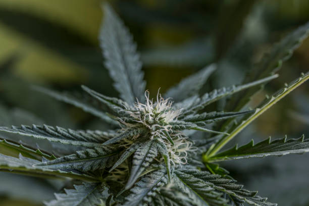 istock Bubba kush variety of marijuana flower 842678056