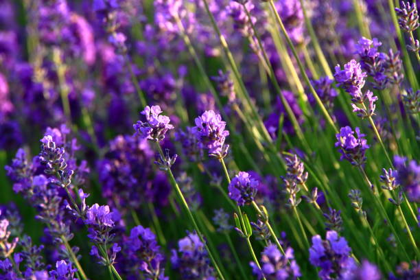 istock Lavender bloom by the roadside of Sapporo 842682030