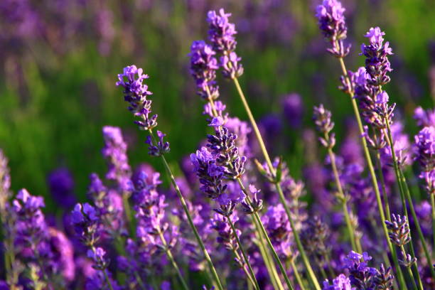 istock Lavender bloom by the roadside of Sapporo 842682214