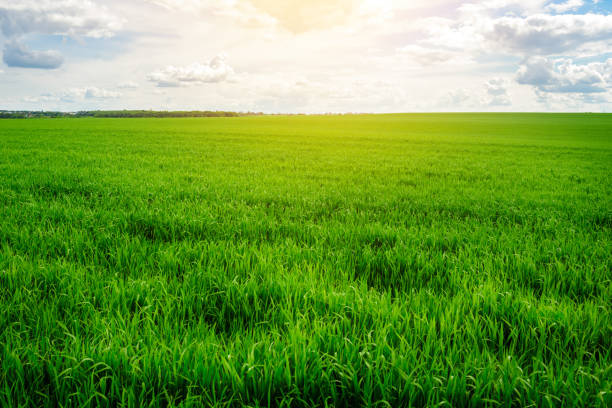 istock Green grass field and bright blue sky background 842690638