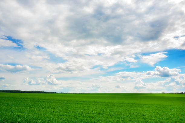istock Green grass field and bright blue sky background 842690686