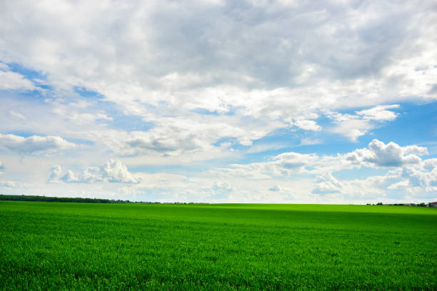istock Green grass field and bright blue sky background 842690696