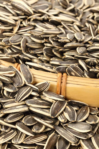 istock nutty Sunflower seeds  on the white background 842699474