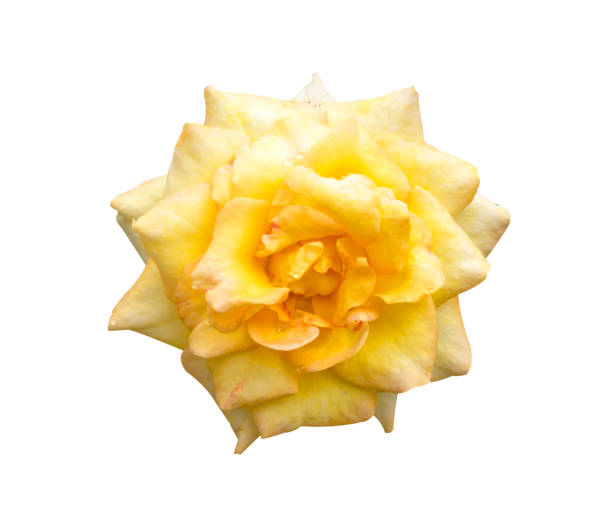 istock yellow roses isolated on white background. 842699656