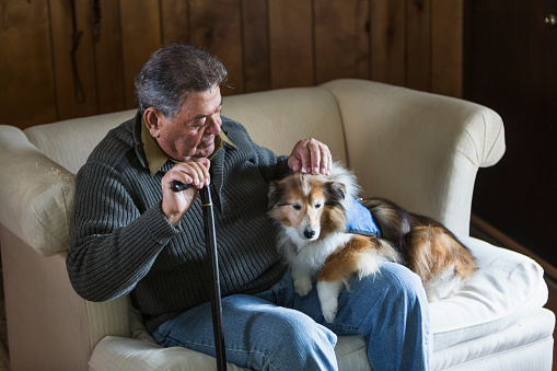 A senior man sitting by a window, holding a can, looking down and petting at his therapy dog.