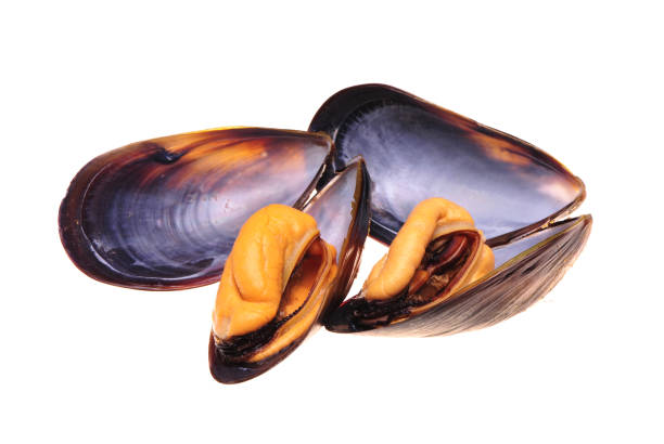 istock Seafood: Mussels Isolated on White Background 842700024