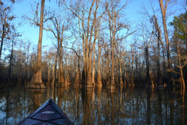 Cypress swamp and kayak in Texas: Boat point of view A kayak on the water faces cypress trees in Big Thicket National Preserve, Texas.  beaumont tx stock pictures, royalty-free photos & images