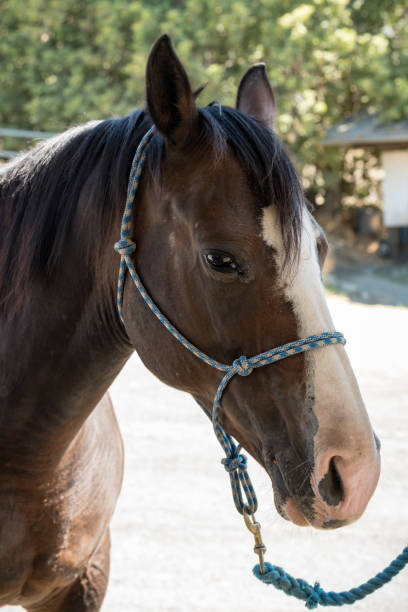 istock Horse Head Close Up 842704534