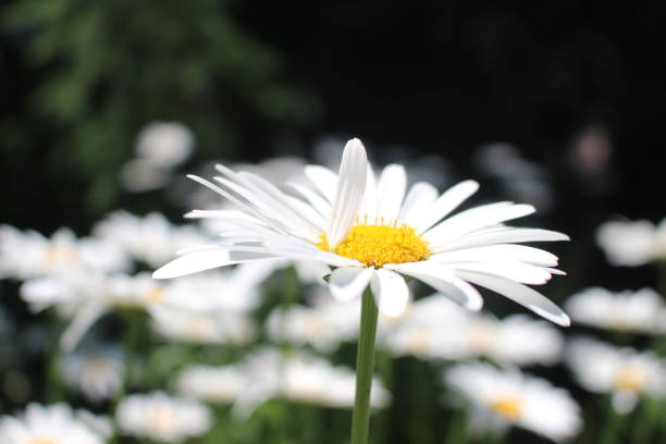 istock Ontario Wildflower Daisies 842707120