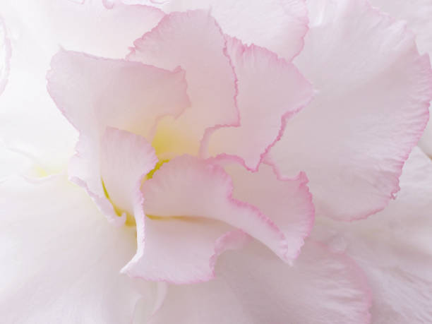 istock Close up petal of impala lily flower, floral pattern background 842707846