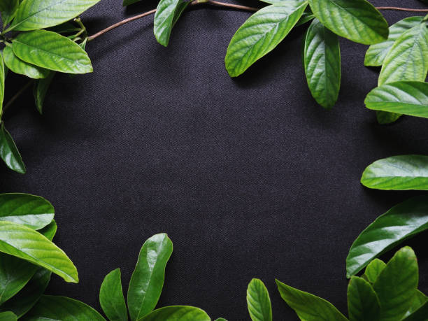 istock Close up green creeper leaves on black satin fabric background 842707852