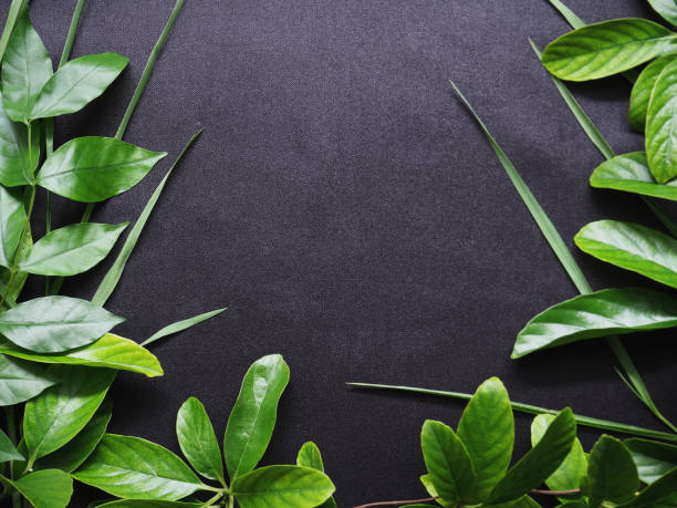 istock Close up green creeper leaves isolated on black satin fabric background 842707858