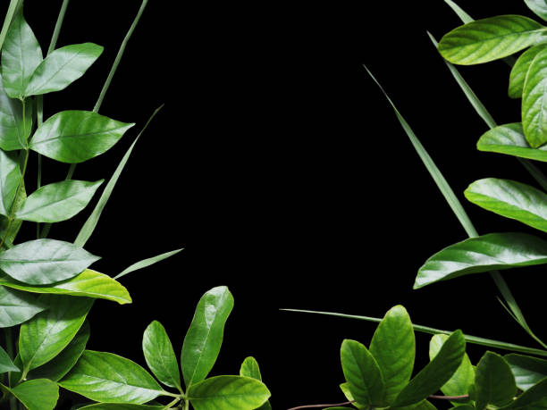 istock Close up green creeper leaves on black satin fabric background 842707864