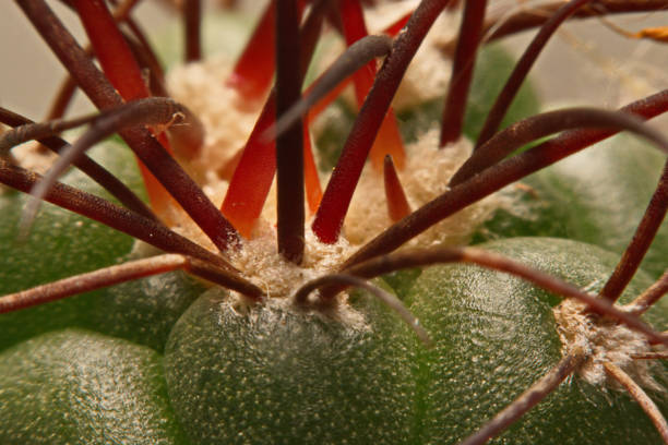istock Macro cactus thorns, Close up thorns of cactus, Cactus Background. 842707902