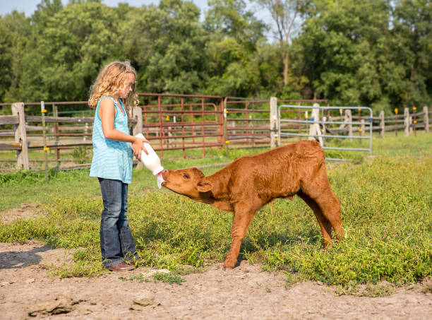 Young Girl Bottle Feeding Two Week Old Brown Calf Side view of a young girl bottle feeding a two week old brown calf in the pasture. The calf is a twin and needs a little extra nourishment. beef cattle feeding stock pictures, royalty-free photos & images