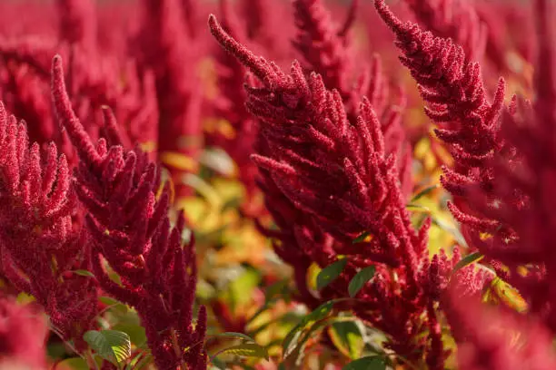 Field of amaranth plant flowers in south Poland.