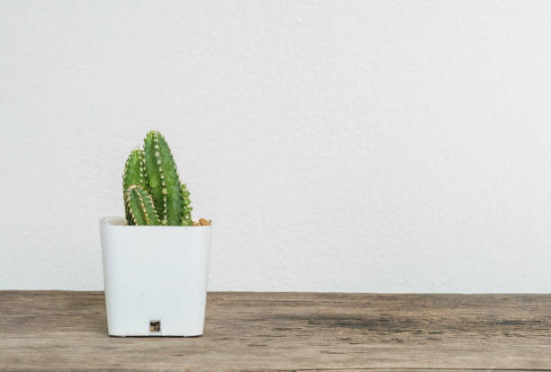 istock Closeup cactus in white plastic pot on blurred wood desk and white cement wall textured background with copy space 842714148