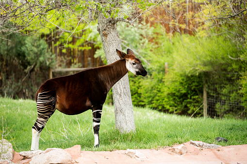 Solo pie Okapi por un árbol photo