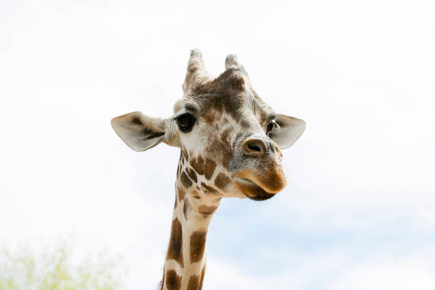 istock Close-up of a giraffe 842715482