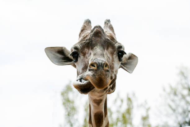 istock Close-up of a giraffe 842715504