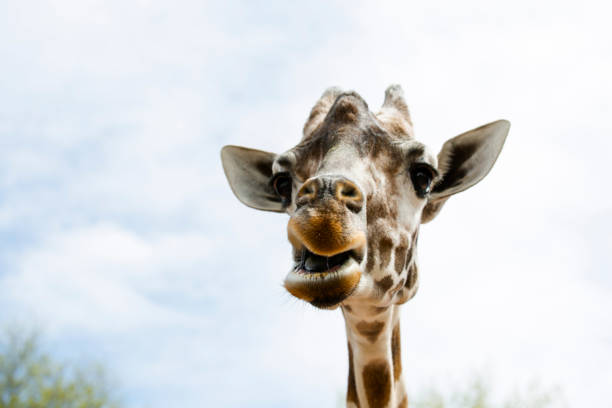 istock Close-up of a giraffe 842717930