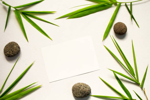 Minimal flat lay with green leaf and stone. Bamboo leaf and sea pebble on white background.