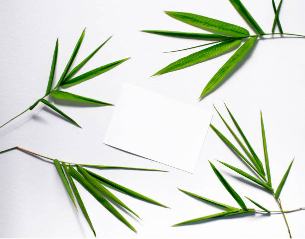 istock Bamboo green leaf and blank postcard. Bamboo leaf top view on white background. 842718212