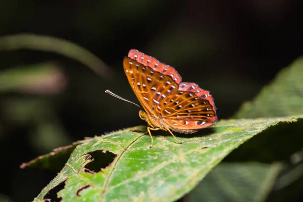 Close up of Common Punchinello (Zemeros flegyas) butterfly perching on green leaf in nature